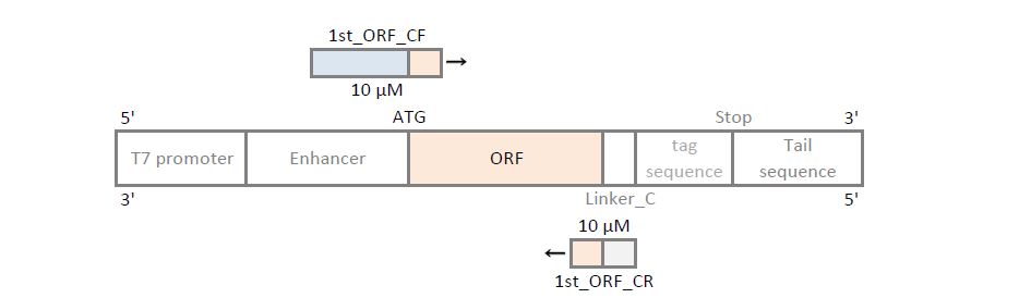 c terminus 1st PCR Primers