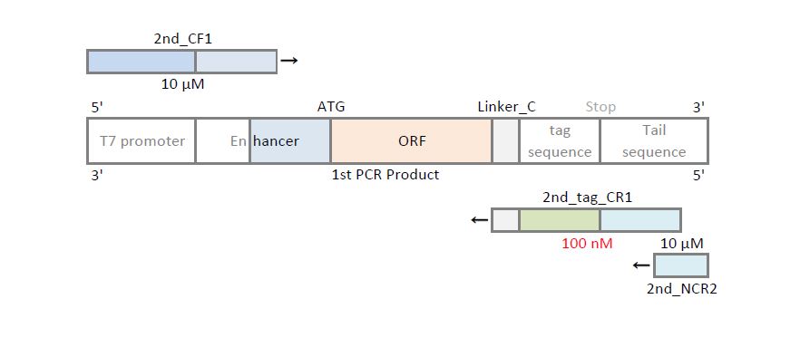 cterminus 2nd PCR Primers
