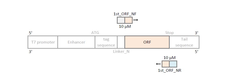 nterminus 1st PCR primer