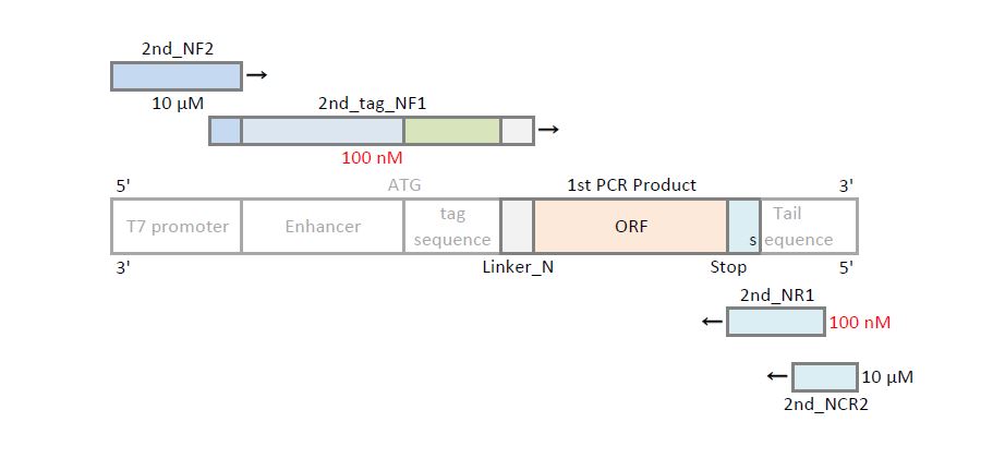 Nterminus 2nd PCR Primers