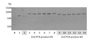 pcr prducts